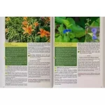 The Lost Book of Herbs and Natural Remedies II - A5 Size - Image 5
