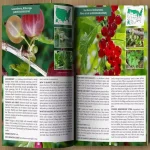 The Forager’s Guide to Wild Foods by Nicole Apelian - A5 - Image 3