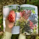The Forager’s Guide to Wild Foods by Nicole Apelian - A5 - Image 5