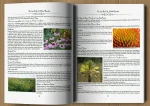 The Lost Book of Herbs: The Healing Powers of Plant Medicines - Image 4